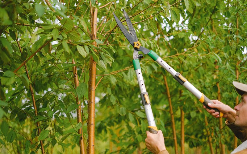 Tree trimming in Potlatch, ID