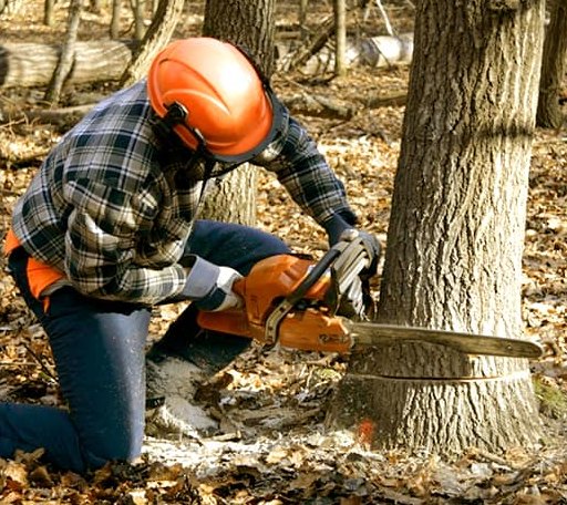 Tree Removal in Potlatch, ID